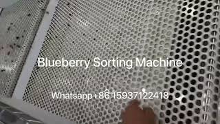 Automatically Blueberry Sorting Machine to grade your Blueberry with 6 sizes