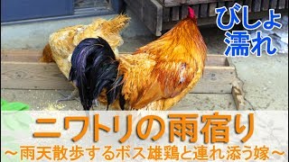 ニワトリの雨宿り～雨天散歩に軒下を出るボス雄鶏と連れ添う嫁～