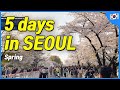 SEOUL 5 day itinerary in spring (Local Recommendation) | Korea Travel Tips