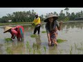 gadis desa bercocok tanam di sawah