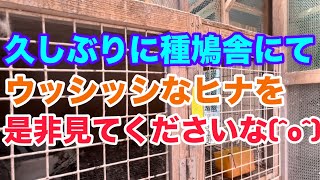 暑いっすね！！種鳩用のヒナちゃん生まれました…。