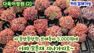 다육이정원 (2) 매금장미 최저가 ~ 예쁜 다육이가 가격까지 착하면 최고~ 5,000원 만족 할 브래들리 강추! 디오르