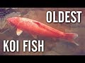 The World's Oldest Koi - Hanako (226 Years Old)