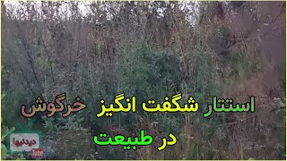 اگه تونستی پیداش کن. تست تیزبینی چشمها