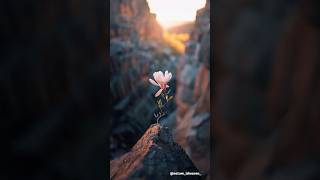 A lone  Magnolia flourishers  in a canyon lit by the sunset .#magnolia #flourishers #sunset #flower