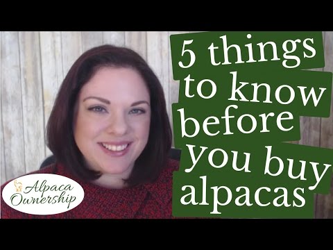 5 Things to Know Before You Buy Alpacas 5 Things to Know Before You Buy Alpacas