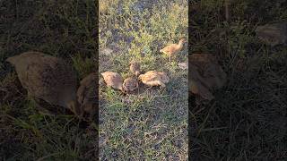 Teetar family Feeding termites | ##shorts #birdslover #teetar