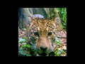 Camera Trap Footage of a Jaguar