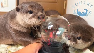 Otter Complains About Toys