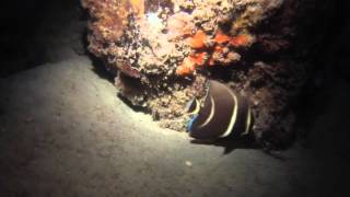 Force E Night Dive BHB