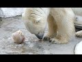 20230810 上野動物園　ホッキョクグマ　飼育員さんからエサの投げ入れ　水中でフルーツ入りの氷をゲットするイコロくん　地上でゆっくり食べる