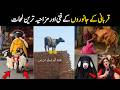 Funniest Qurbani Animals on Eid ul Adha 2026 | Aina Tv