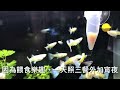 養魚先養水之輕鬆來養孔雀魚第八集餵食什麼好呢？多久餵一次？一次餵多少？