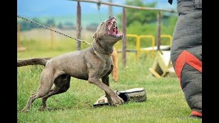 Bandog - Special protection training