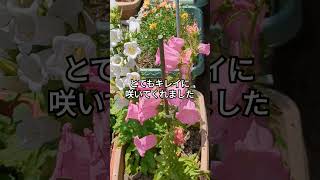 おやじとおかんの畑仕事　#釣鐘草 #花壇 #プランター栽培 # 家庭菜園　