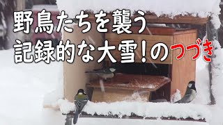 野鳥たちを襲う記録的な大雪！の続きです。【越冬給餌】