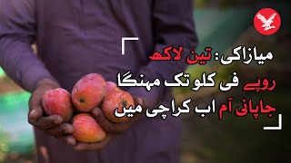 Japanese mango sold up to Rs.3 lakh per kg now in Karachi