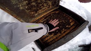 Зимовка пчел в деревянных ульях с толщиной стенки 20 мм. На пасеке у братьев Соловьевых