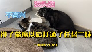 一个没头脑一个不高兴一个大冤种