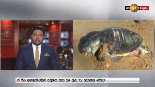 කැස්බෑ මළ සිරුරක් අද 29 ත් කොරලවැල්ලට ගොඩ ගසයි