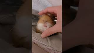 モルモットのプニプニな唇😍　Guinea pig's pouty lips