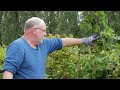 beerenobst 🫐✂️ brombeeren richtig schneiden