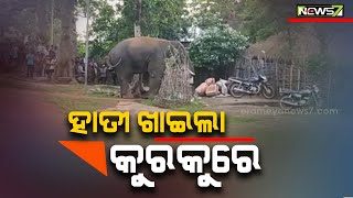 Jharkhand bound elephant breaks into shop, feasts on Snacks in Balasore