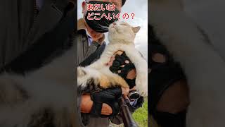 連行されるココちゃん11/16s2 #shorts  #野良猫 #cat