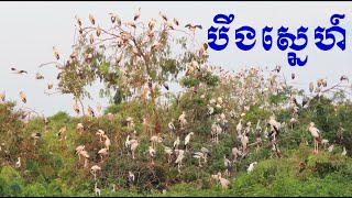 Beung Snei Prey Vey || ទួលព័ន្ធតាឡី បឹងស្នេហ៍ តំបន់អភិរក្សសត្វស្លាប