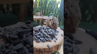 chipmunk ASMR so satisfying 🥰