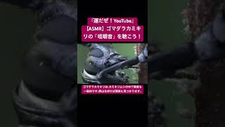 【ASMR】ゴマダラカミキリの「咀嚼音」を聴こう！ #sdgs #クワガタ #虫の声 #insects #asmr #昆虫 #bug #sound #カブトムシ #chewing #love #god