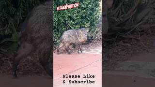 #Wild #Peccary or #Javelina in my backyard #Arizona #shorts #short