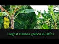 Banana garden in Jaffna