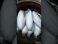 ചെമ്പല്ലി തുമ്പപ്പുപോലെ ആയി easy fish cutting video chemballi fish cleaning riverfish riverfishing