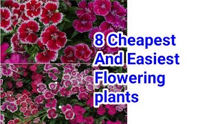 Cheapest and easiest flowering plants