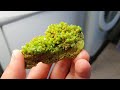 pyromorphite chine ref b22 30