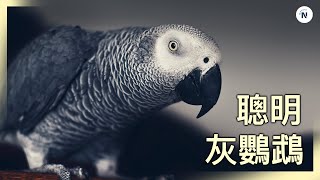 The Amazing Intelligence of Grey Parrots: Discover the Wonders of the African Grey Parrot