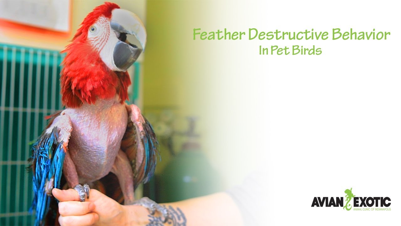 Feather Destructive Behavior In Pet Birds - YouTube