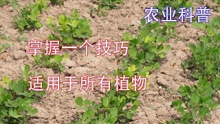 掌握一个技巧，适用于所有植物【付老师种植技术团队官方频道】