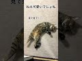 飼い主に自分をアピールするニャンコ shots cat ジェネッタ モフ猫 猫のいる暮らし ねこ かわいい 、