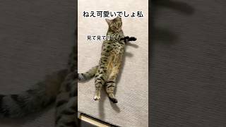 飼い主に自分をアピールするニャンコ#shots #cat #ジェネッタ #モフ猫 #猫のいる暮らし #ねこ #かわいい 、