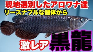 【マレーシア渡航編】激レア黒龍着弾！？選別したアロワナを空港に取りに行く！#大型魚 #アジアアロワナ #アロワナ #aquarium #古代魚 #アクアリウム #激レア