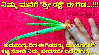 ಶಕ್ತಿಶಾಲಿ ಅಮವಾಸ್ಯೆಯಂದು ಈ ಅಲೋವೆರಾ ಗಿಡವನ್ನು ನಿಮ್ಮ ಮನೆಯ ಮುಂಬಾಗಿಲಿಗೆ ಕಟ್ಟಿ ಎಲ್ಲಾ ಸಮಸ್ಯೆಗಳು ಮಾಯವಾಗುತ್ತವೆ.