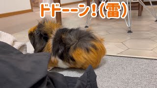 洗濯物食べてたら雷が鳴ってびっくりするモルモットもるちゃん