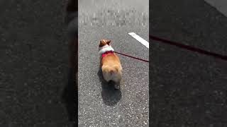 ハート尻のコーギー犬はなちゃん