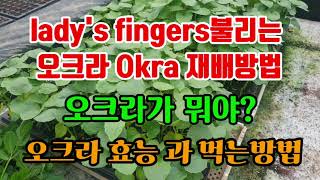 Lady's fingers로 불리는 오크라가 뭐야? 오크라 재배방법 오크라 보관 및 효능 과 먹는방법