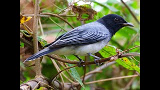 19. काळ्या डोक्याचा कोकीळ-खाटिक (Black-headed Cuckooshrike)