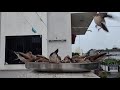 indian silverbill i m feeding them yellow millet