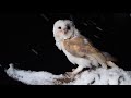 Magic Moment Barn Owl Finn 🦉 Swoops in on Dark Snowy Night ❄️🌙 #shorts