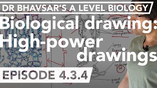 A level bio: high power drawings